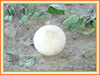 Venta huevo de tortuga de tierra carbonaria.