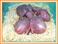 Criaderos de loros bebes en amazonas para exportacion.
