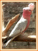 Criadero de aves para exportacion de cacatua rosada.